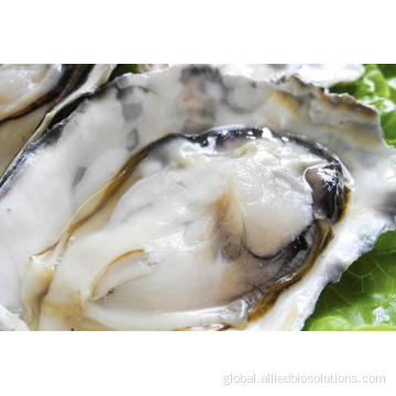 Super Quality Oyster Peptide oyster peptide powder for body function improvement Supplier